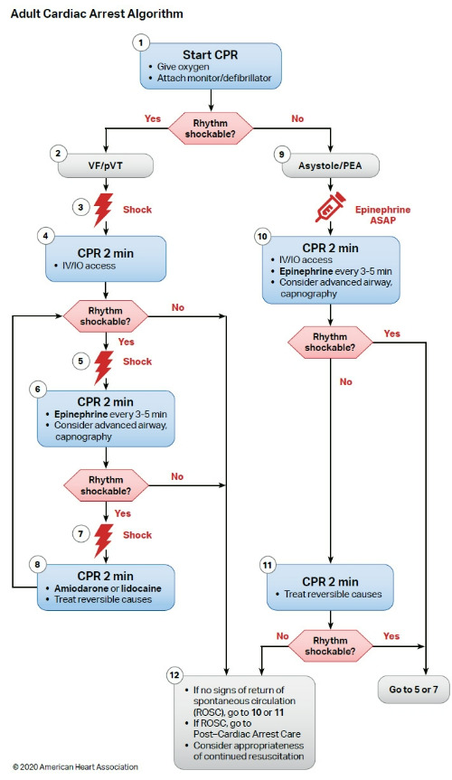 Adult Cardiac Arrest Algorithm.jpg