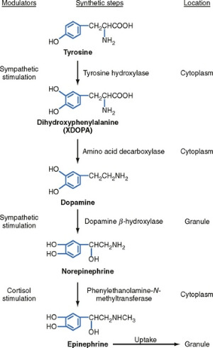 Synthesis_of_Catecholamines.jpg