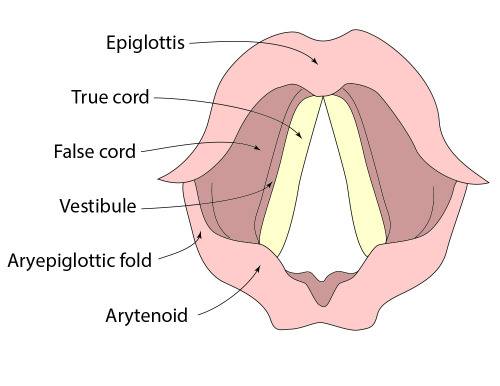 Larynx_Anatomy.jpg
