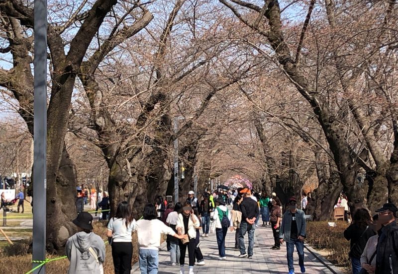 벚꽃없는 봄.jpg