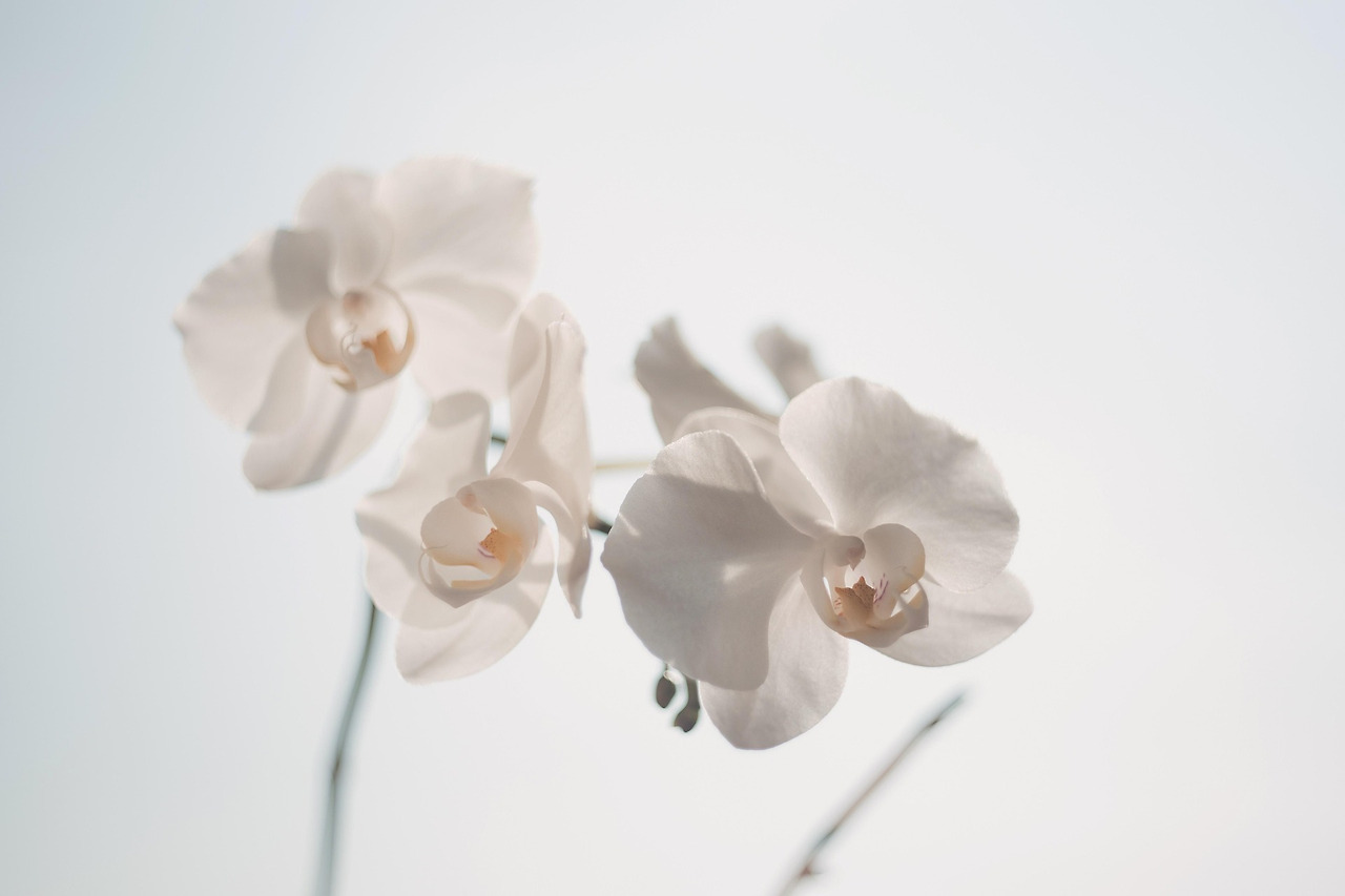orchids-1866867_1920.jpg