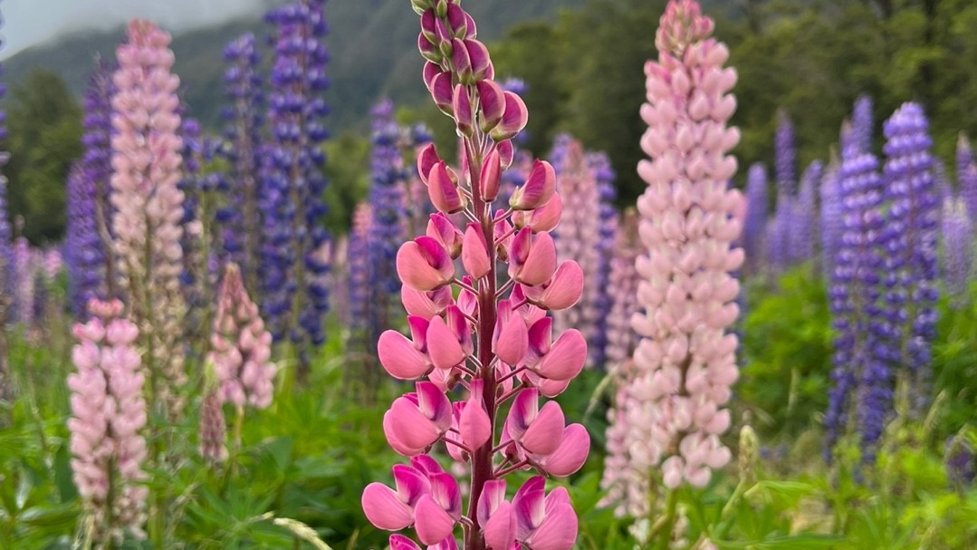 뉴질랜드 루 핀.jpg