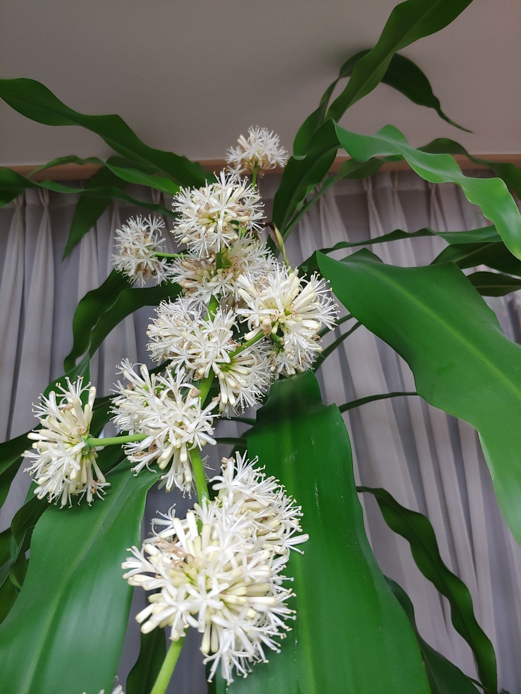 행운목 꽃 활짝핀거.jpg