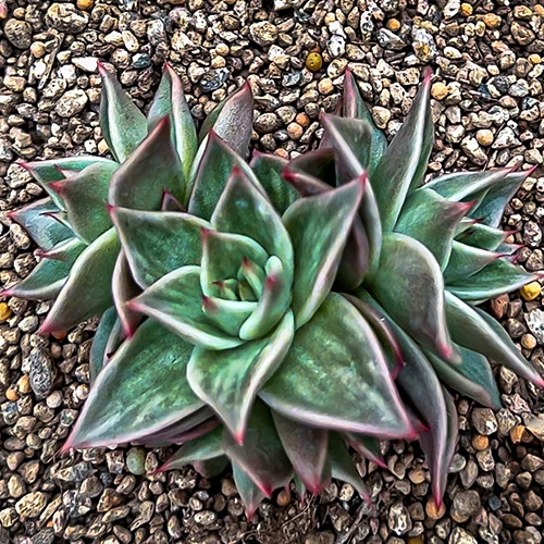 Sequence 01.00_05_02_19.Still033.jpg