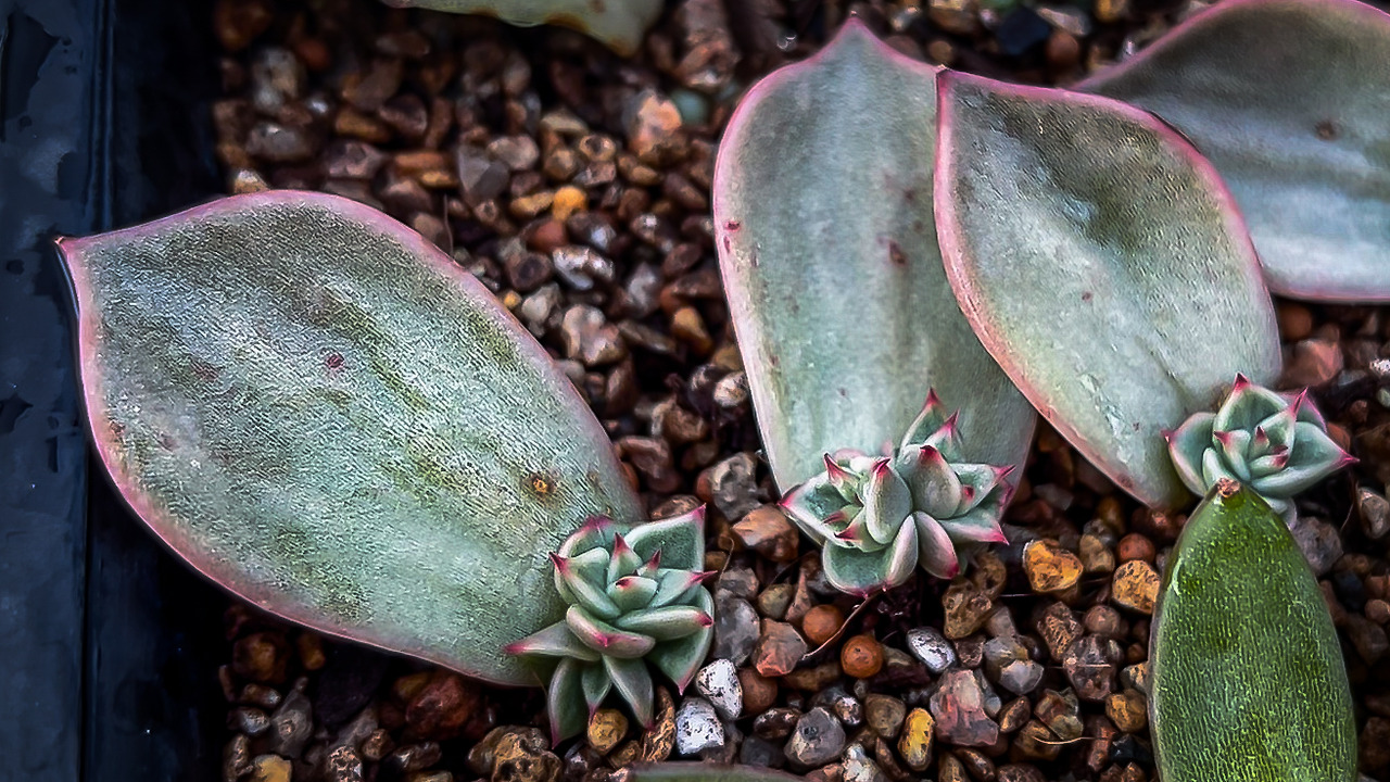 Sequence 01.00_00_10_22.Still008.jpg