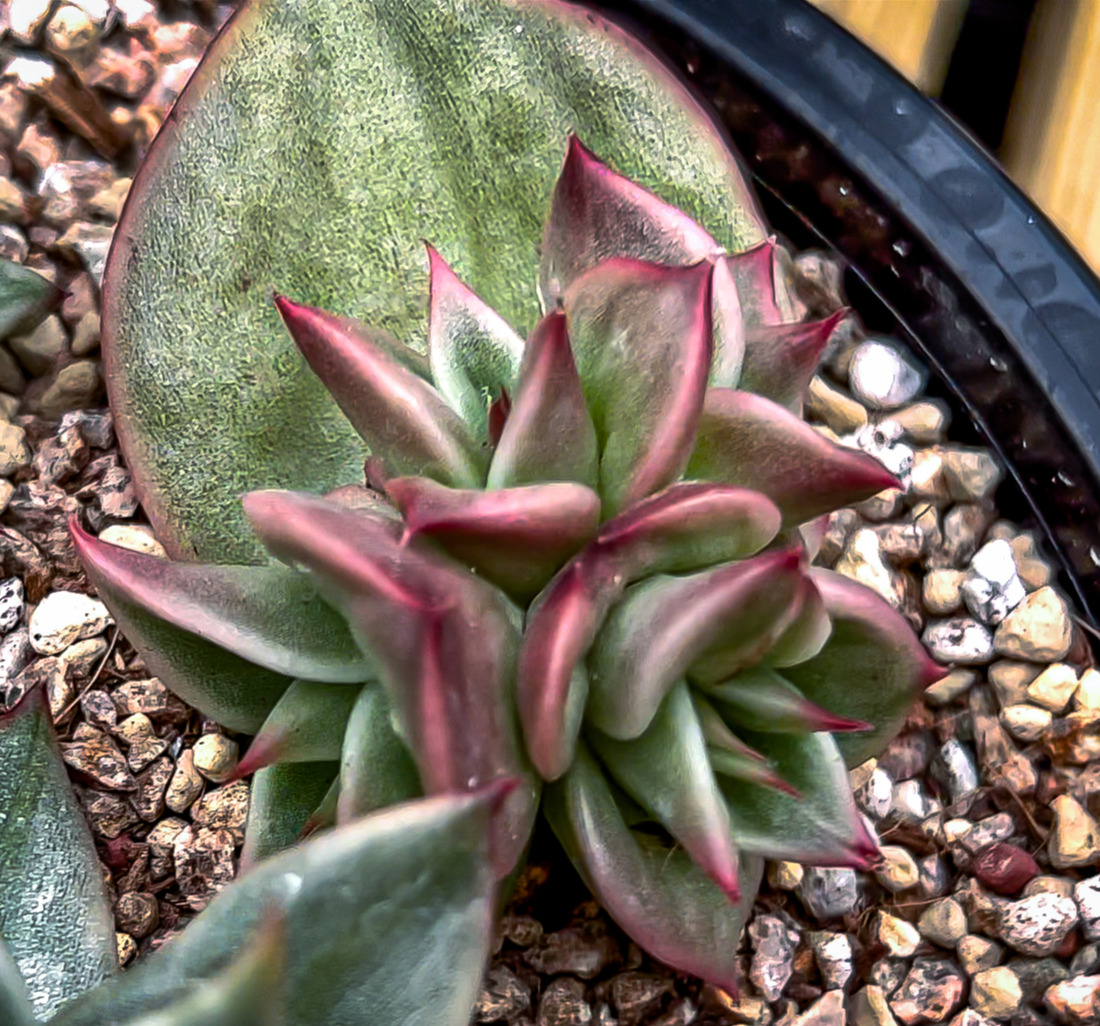 Sequence 01.00_00_31_15.Still004.jpg