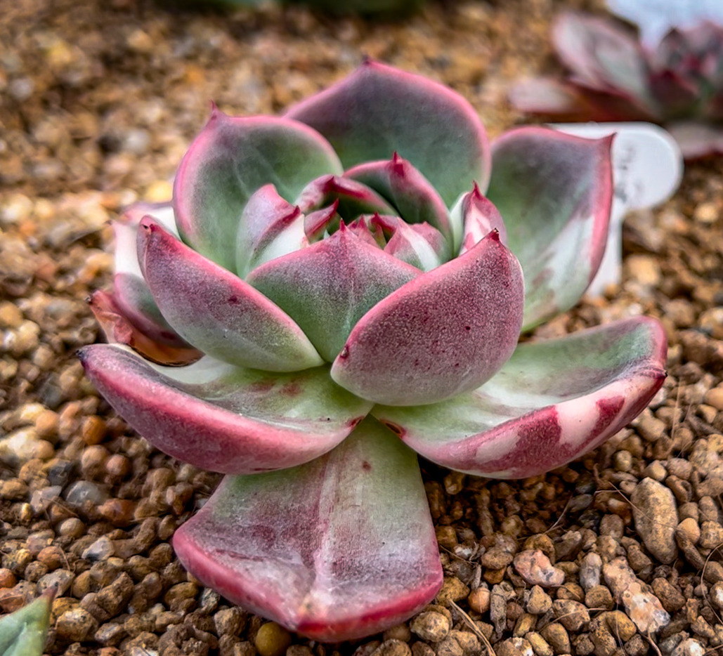 Sequence 01.00_00_51_11.Still003.jpg