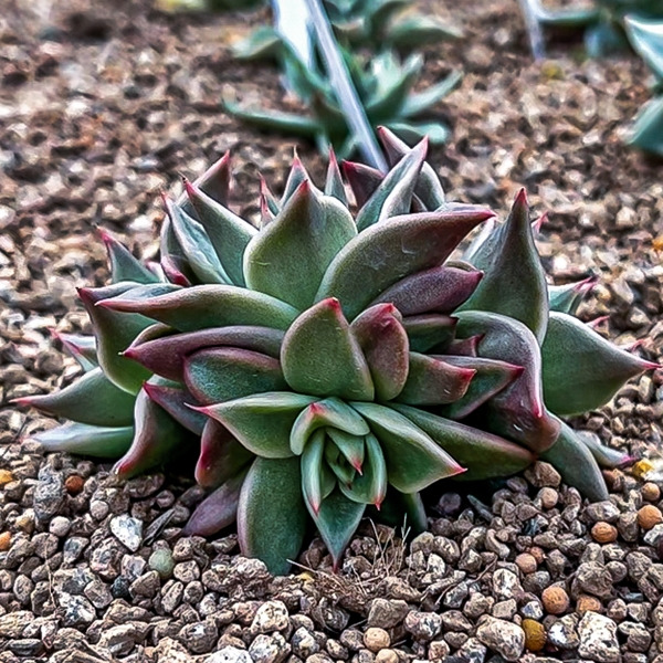 Sequence 01.00_05_20_17.Still034.jpg