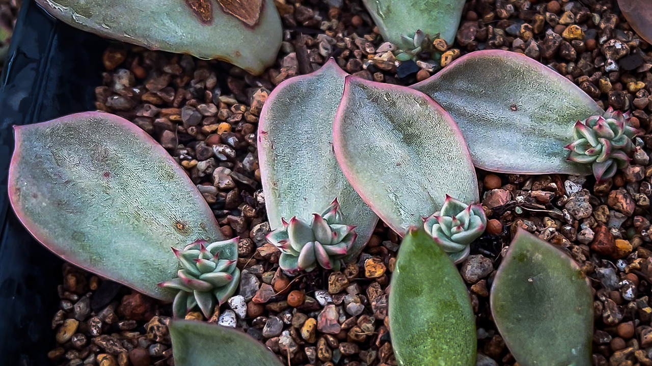 Sequence 01.00_00_00_15.Still005.jpg