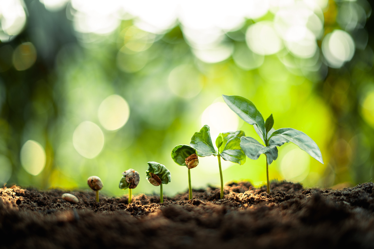 growth-trees-concept-coffee-bean-seedlings-nature-2025-03-13-00-49-45-utc.jpg