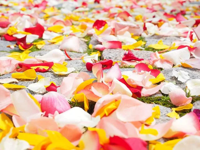 rose-petals-693570__480.jpg