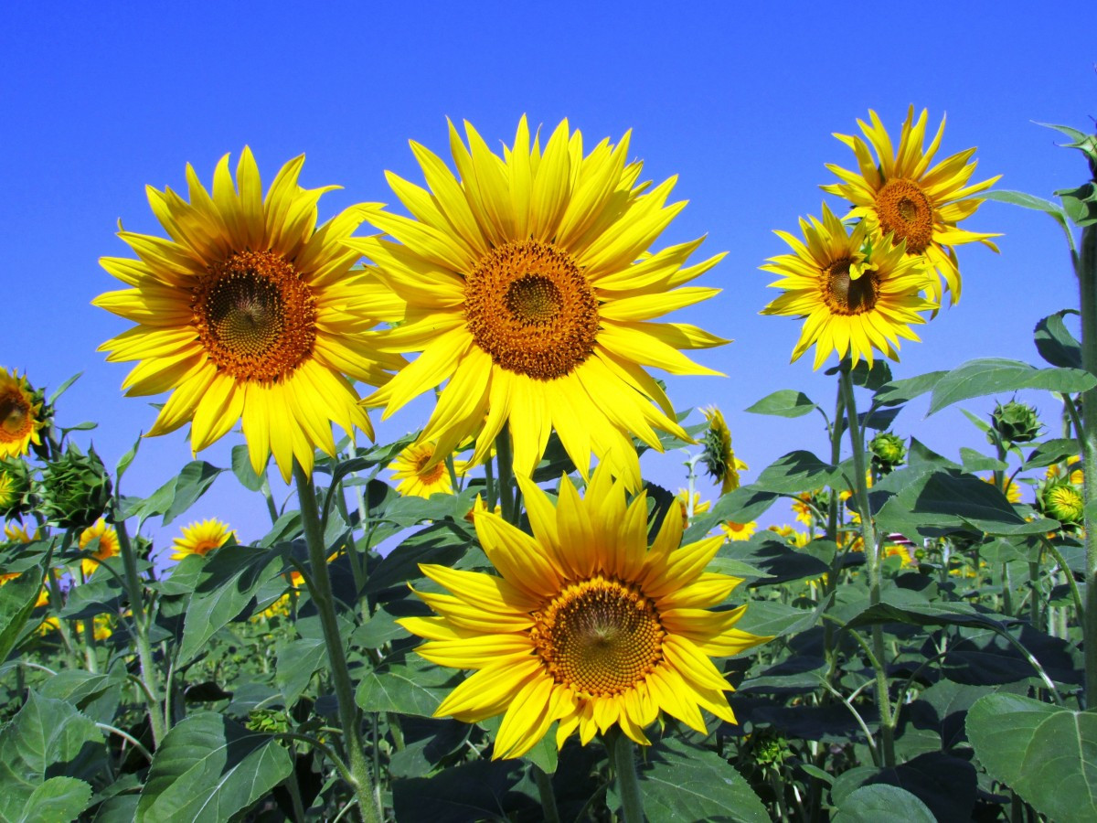 sunflowers_sunflower_yellow_petal_petals_flower_gardening_blooming-988011.jpg