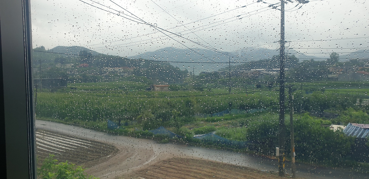 비오는 옥수수밭.jpg