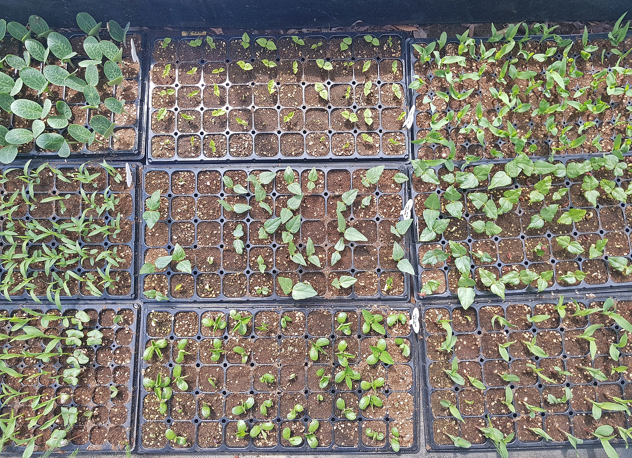 [그림 18] 토양 발아 조사 과정11.jpg