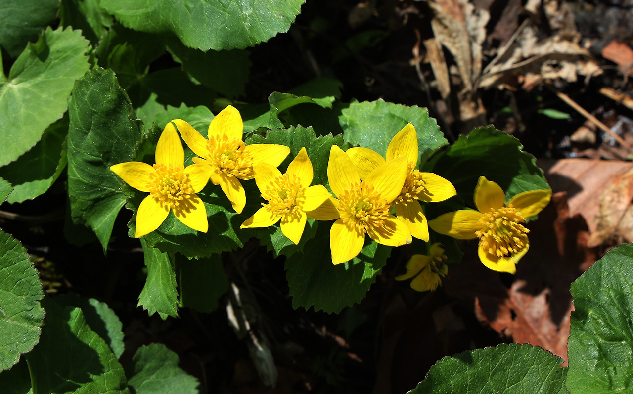 8-2구례 지리산 노고단 야생화(구례군 제공) (1).jpg