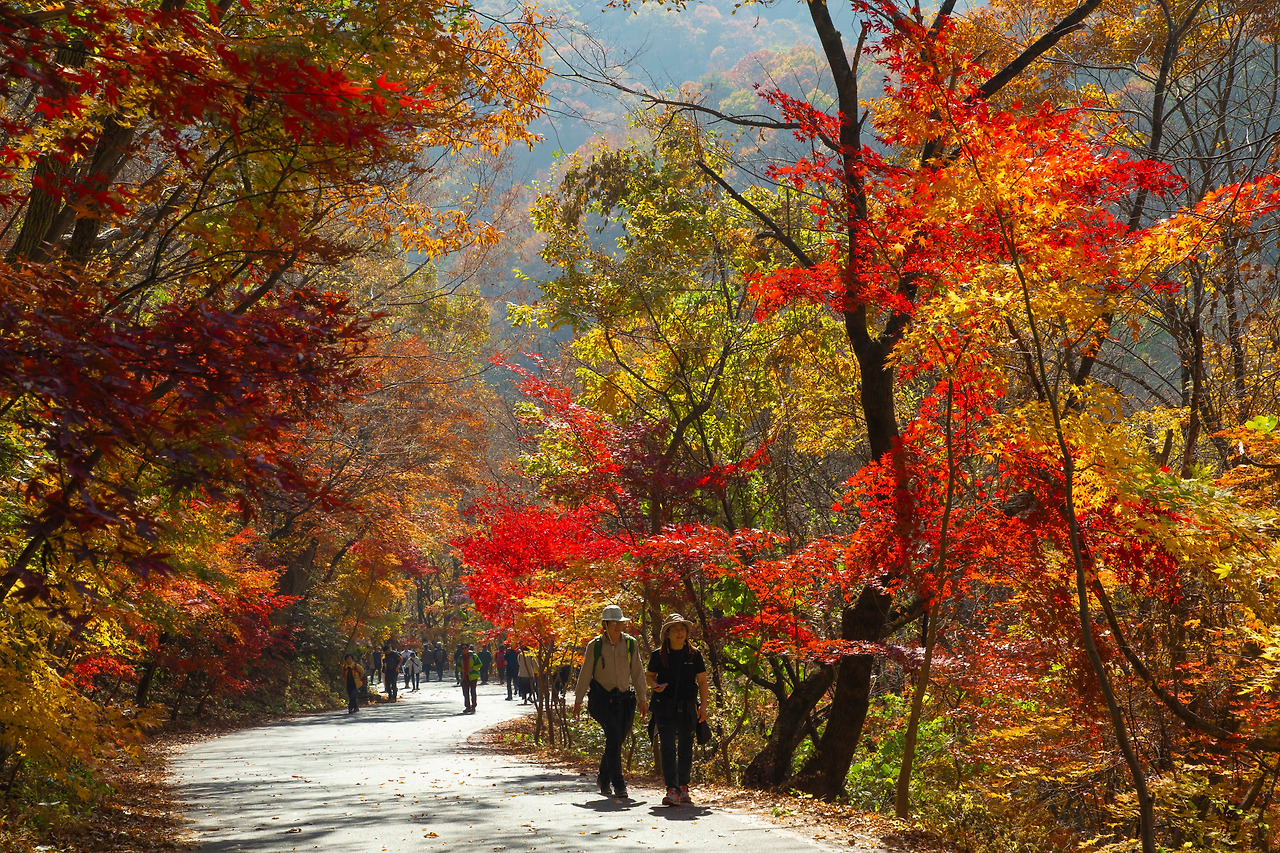 11-2피아골 단풍 (12).jpg