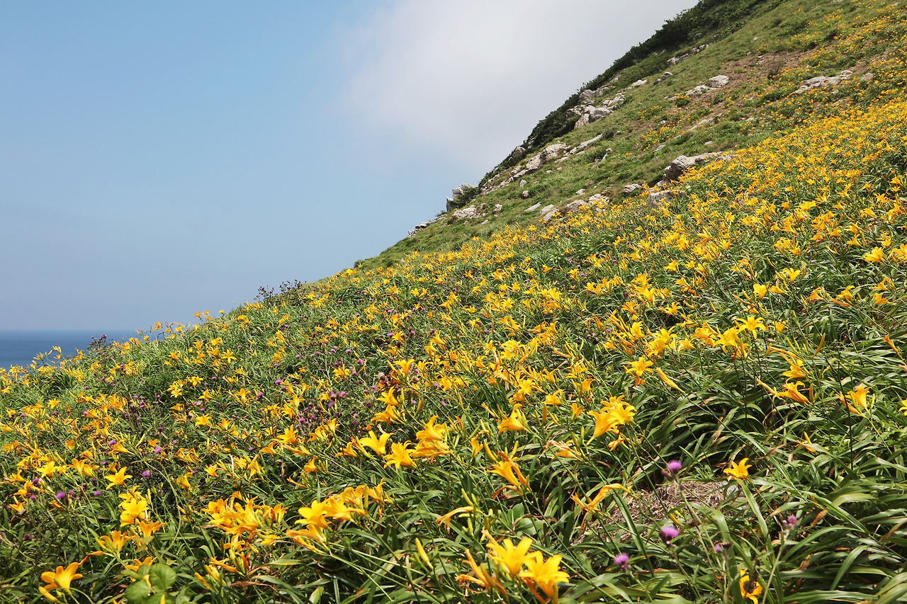 7-3신안 홍도 원추리(신안군 제공) (1).jpg