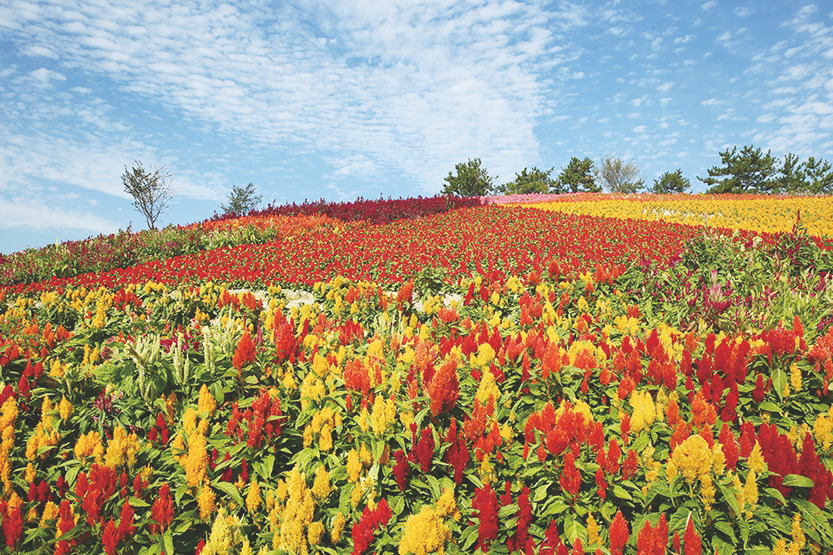 9-4신안_병풍도 맨드라미공원 복사본.jpg