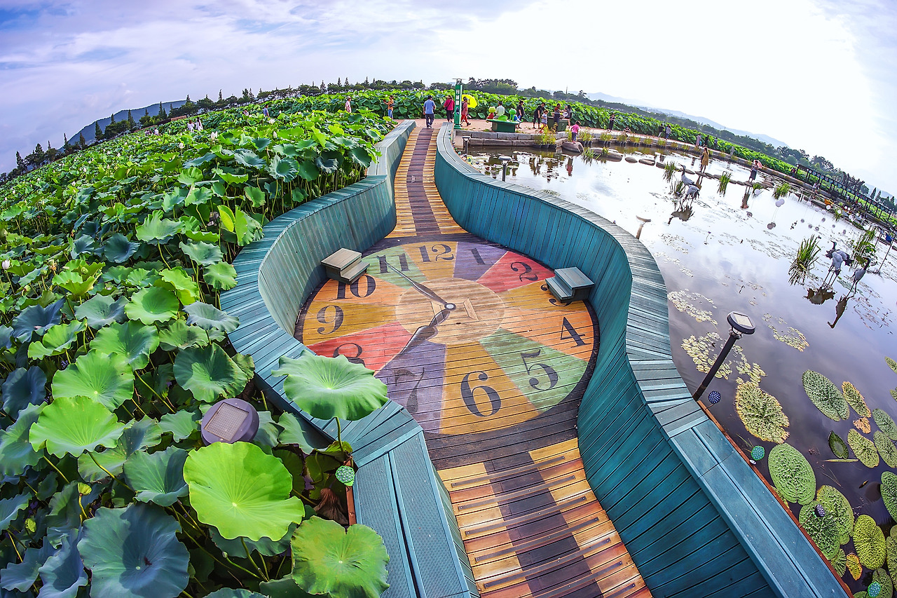 8-3일로 회산백련지 (5) 복사본.jpg