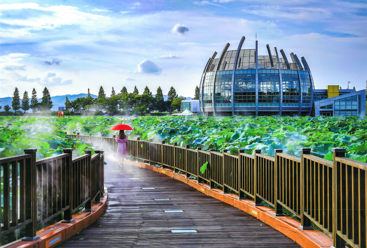 8-3일로회산백련지 복사본.jpg