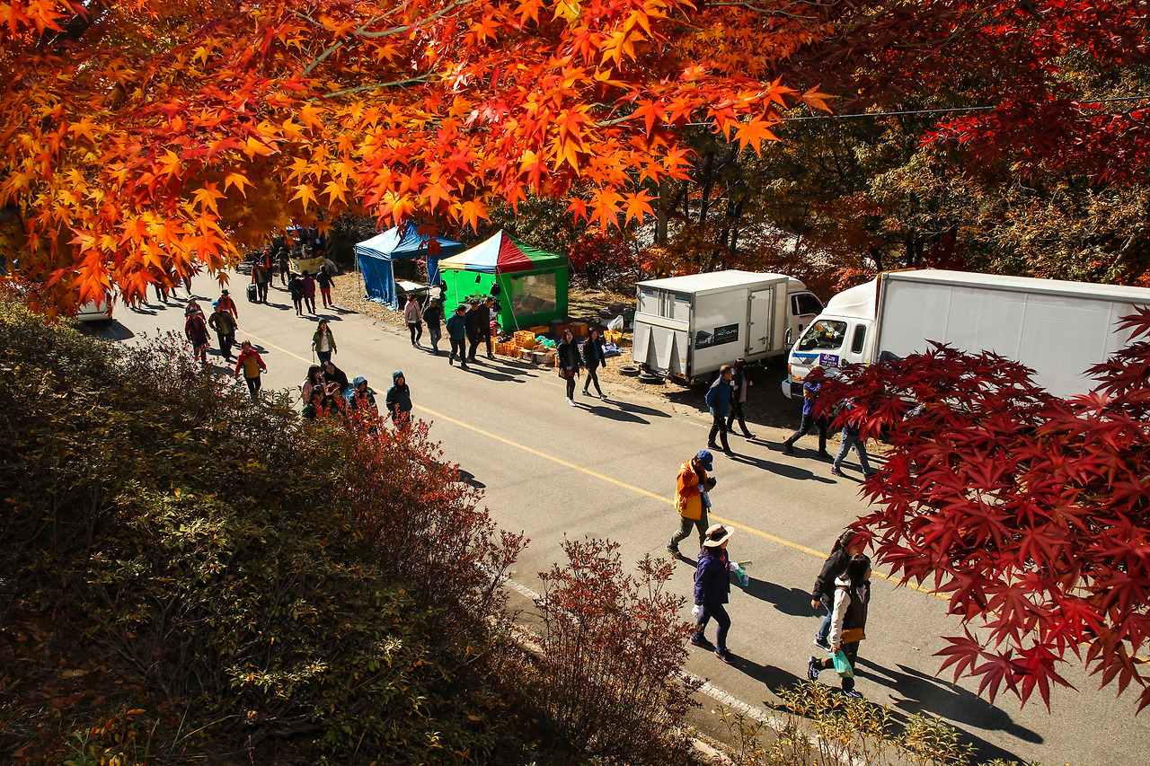 11-2피아골 단풍 (13).jpg