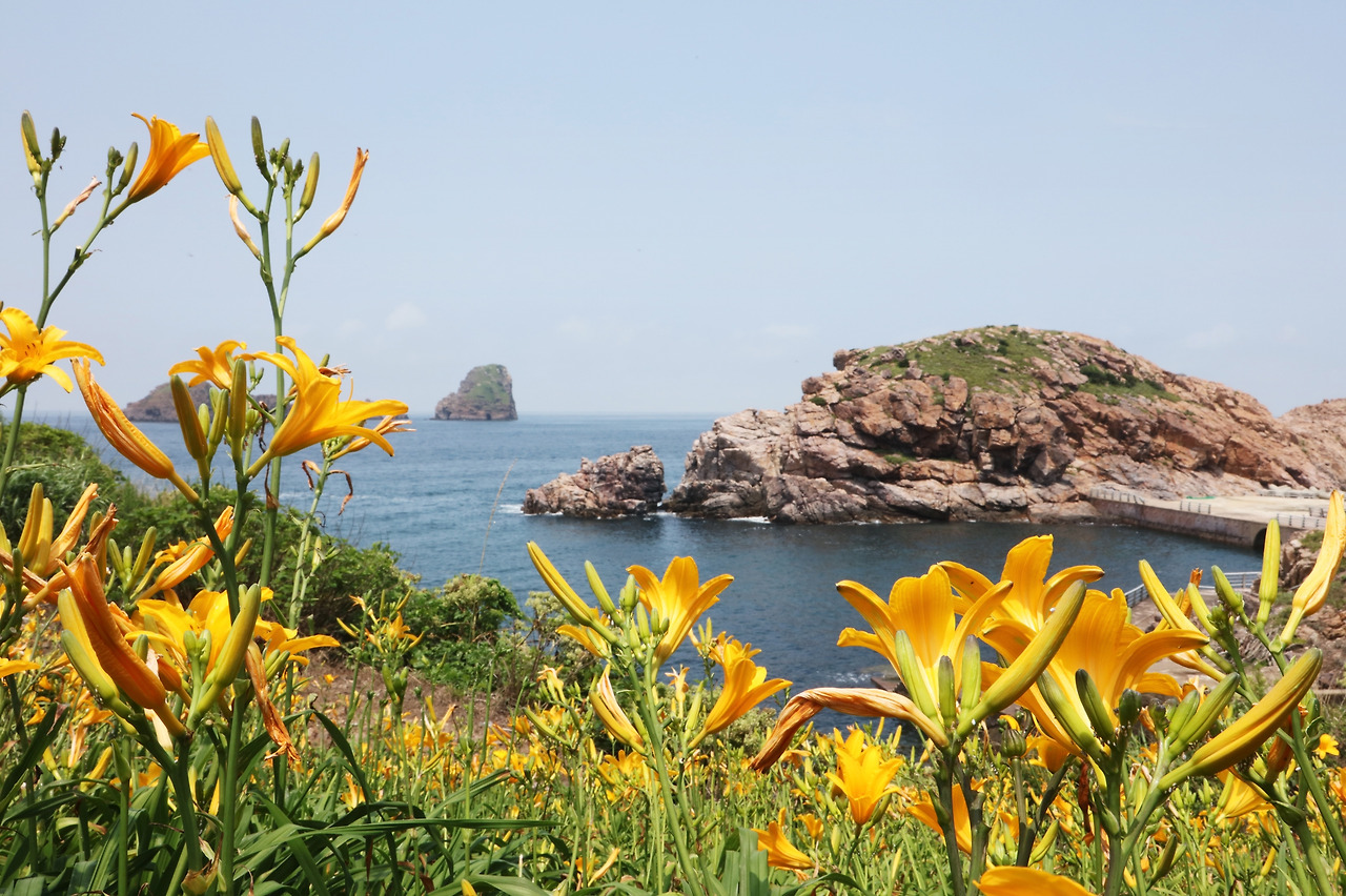 7-3신안 홍도 원추리(신안군 제공) (7).jpg