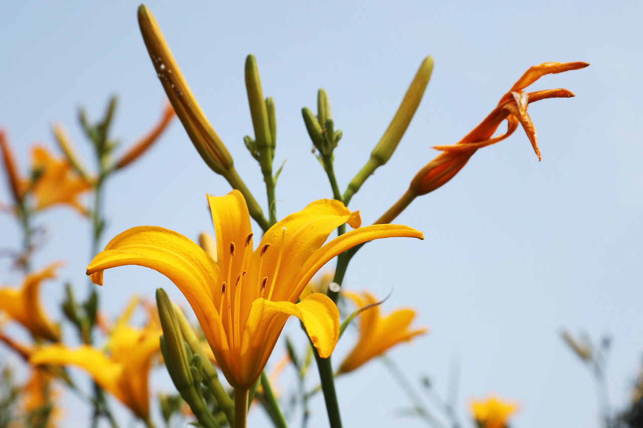 7-3신안 홍도 원추리(신안군 제공) (6).jpg