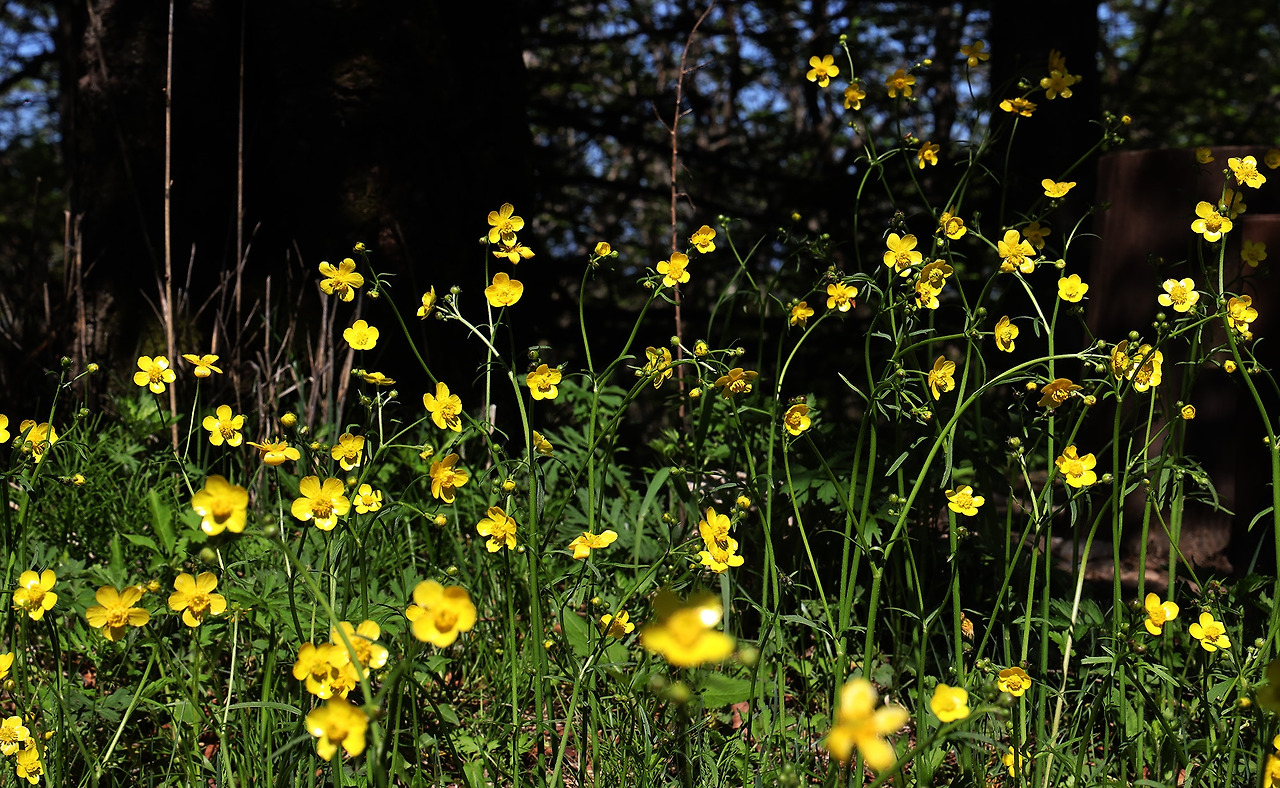 8-2구례 지리산 노고단 야생화(구례군 제공) (3).jpg