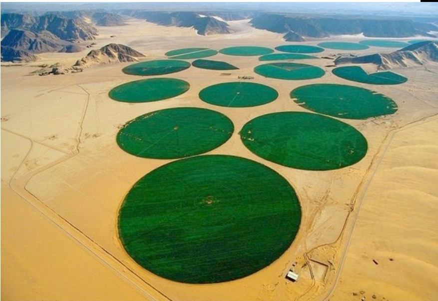 사우디 밀농장1.jpg