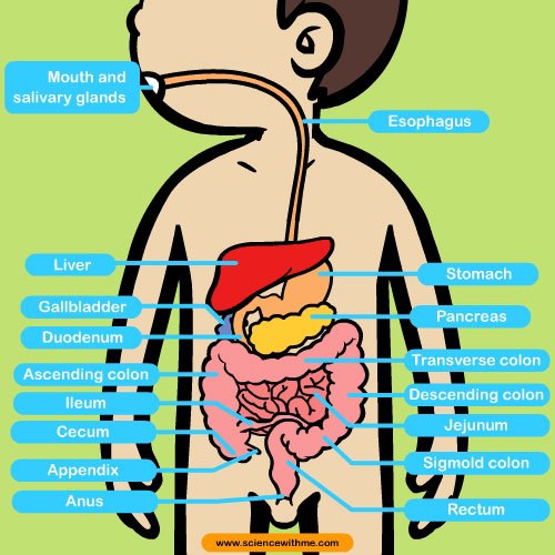 digestive_system_11.jpg