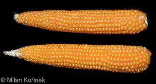 corn2.jpg