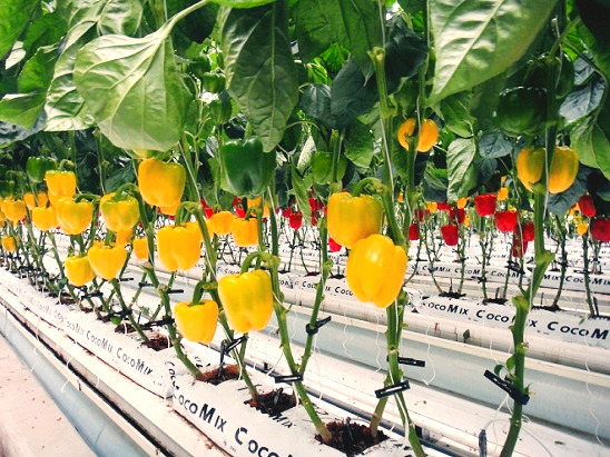 파프리카 시험장,전북도 농업기술원.jpg