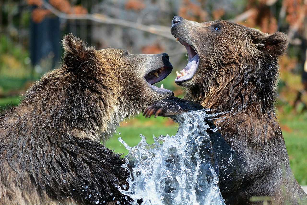 bears_fighting.jpg