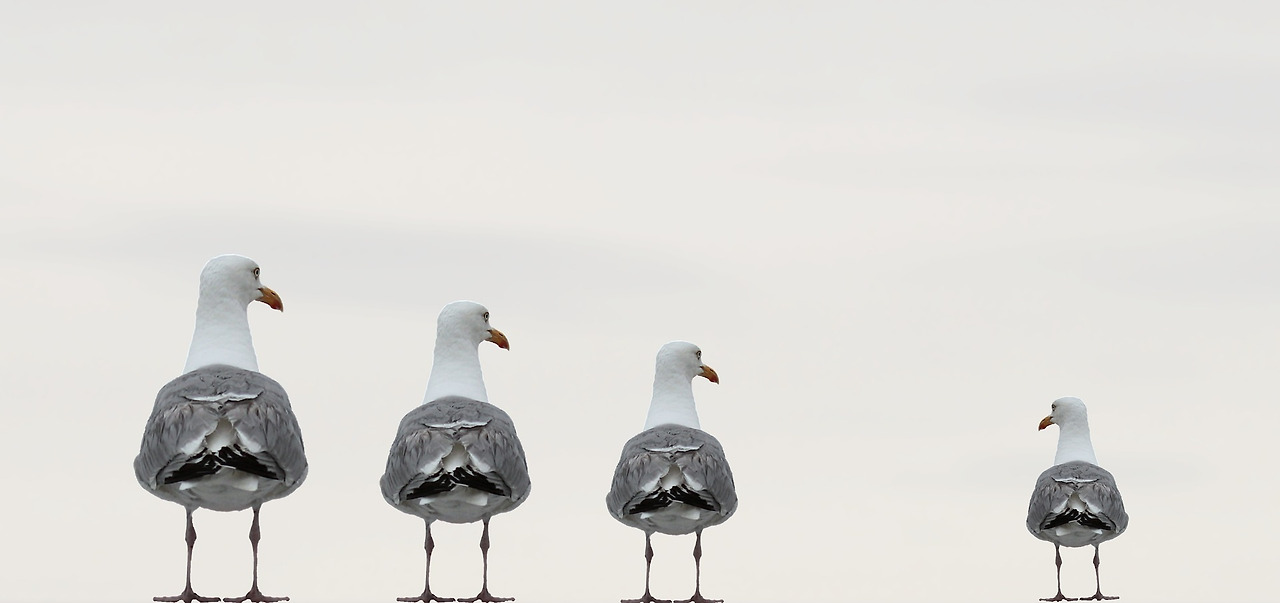 seagulls-2662550_1920.jpg
