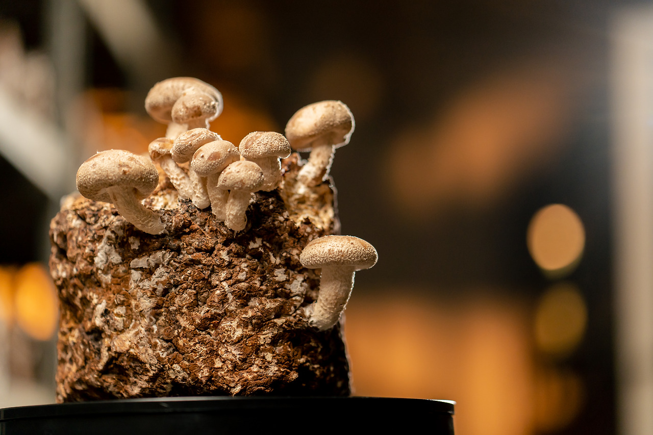 growing-shiitake-mushrooms-eco-food-bio-vegetarian-2024-12-05-02-34-38-utc.jpg