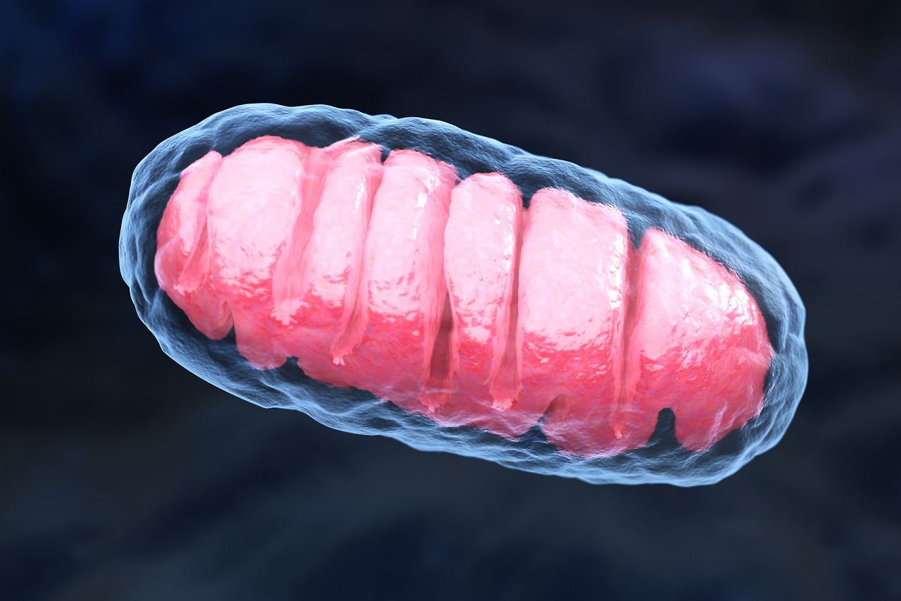 mitochondrion-2021-08-26-15-33-00-utc.jpg