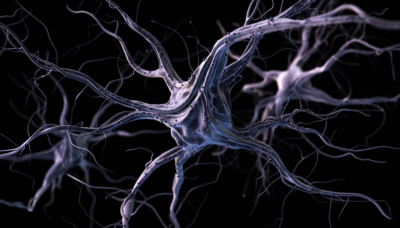 neurones-2023-11-27-04-59-03-utc.jpg