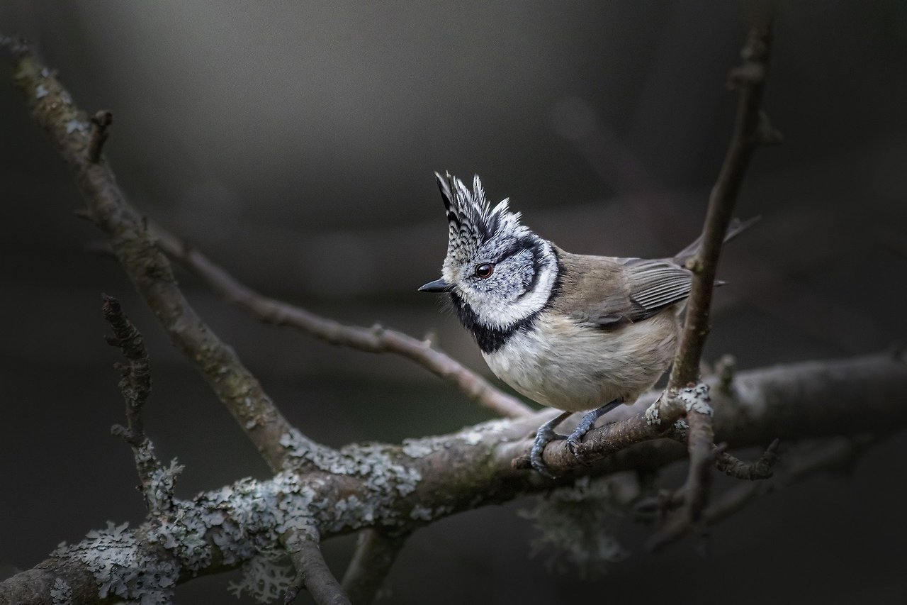 european-crested-tit-gc022450d7_1920.jpg