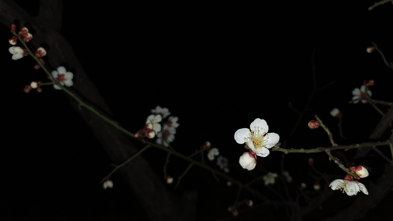 7-0603밤의매화.jpg
