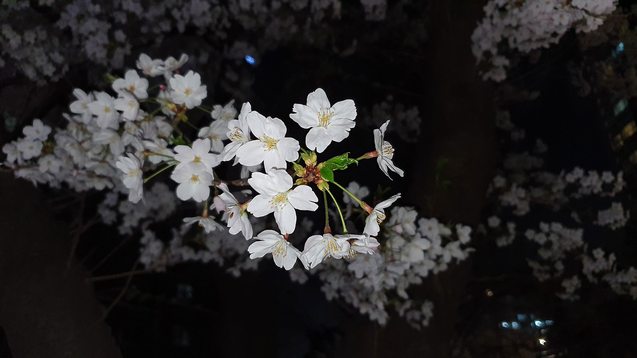 1-0601밤벚꽃.jpg