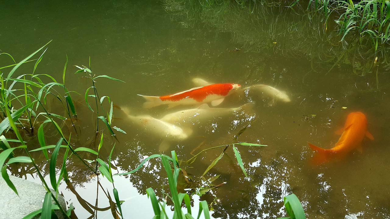 28화 꽃은 피어나고 비단잉어는 노니는 늦여름의 풍경