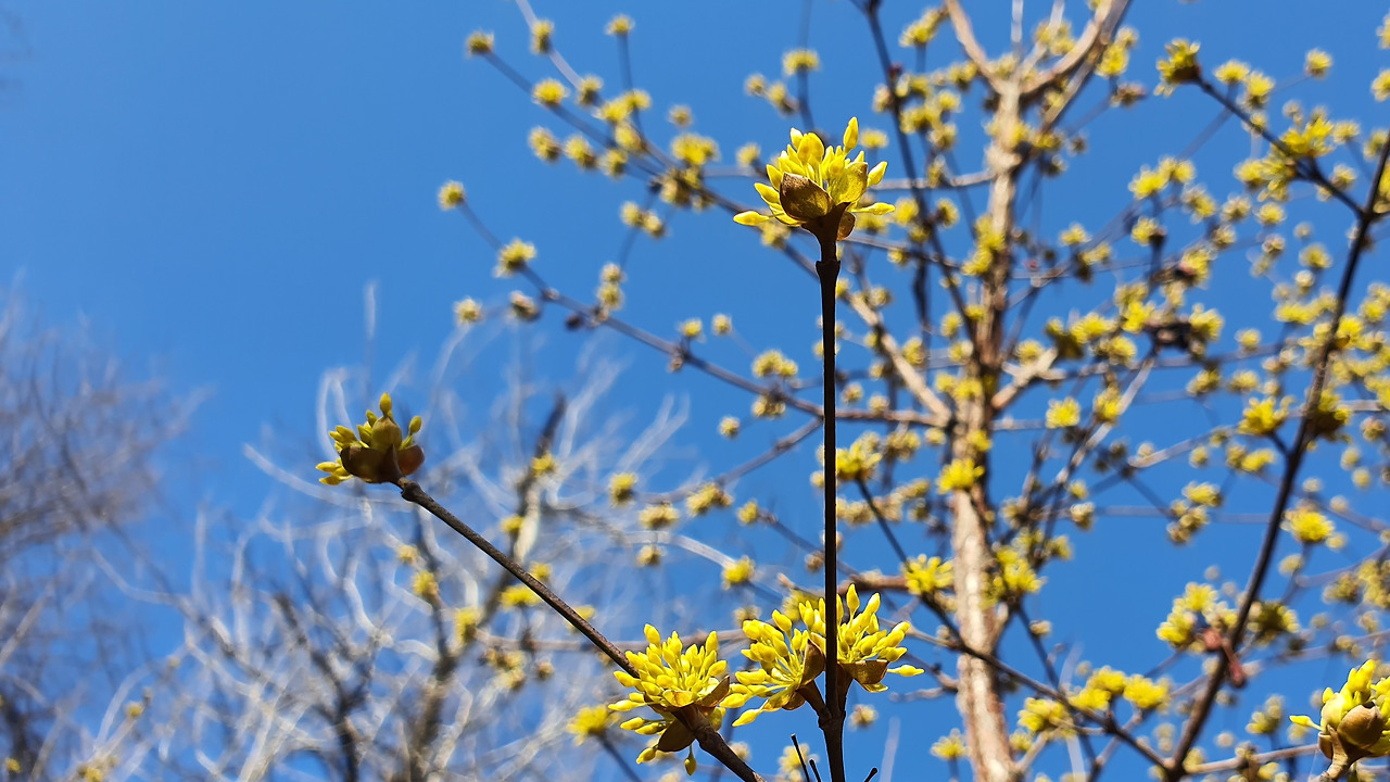 7-0602산수유 (2).jpg