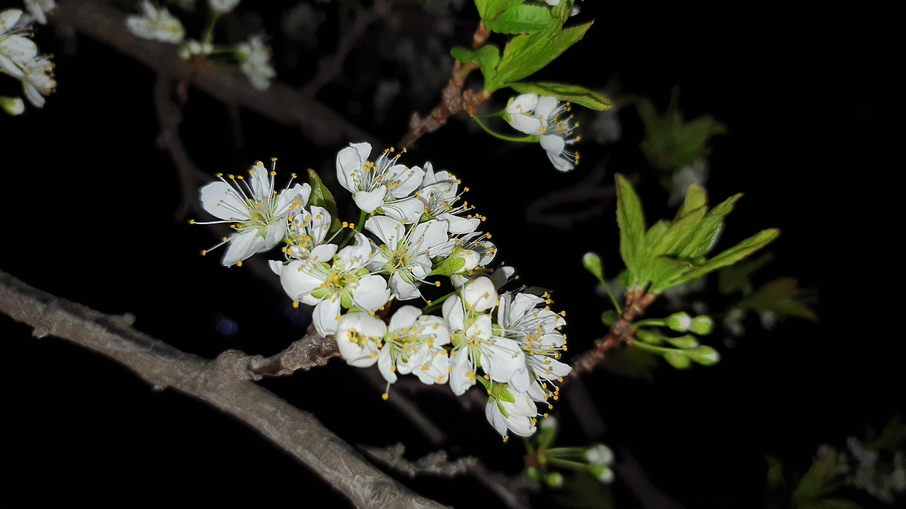 1-0602밤자두꽃.jpg