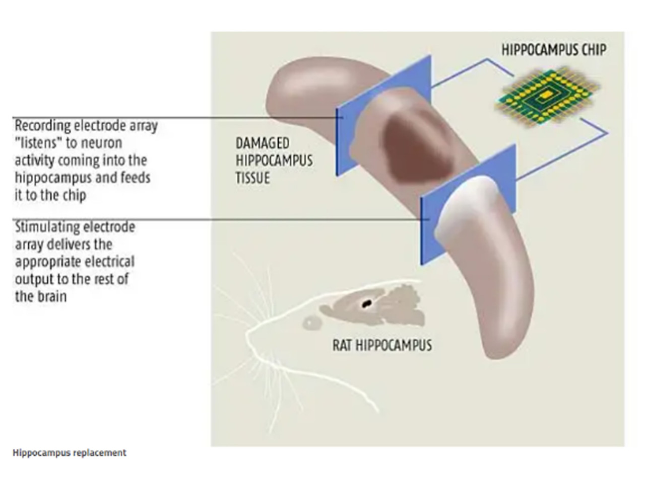 Rat memory prosthesis2.jpg