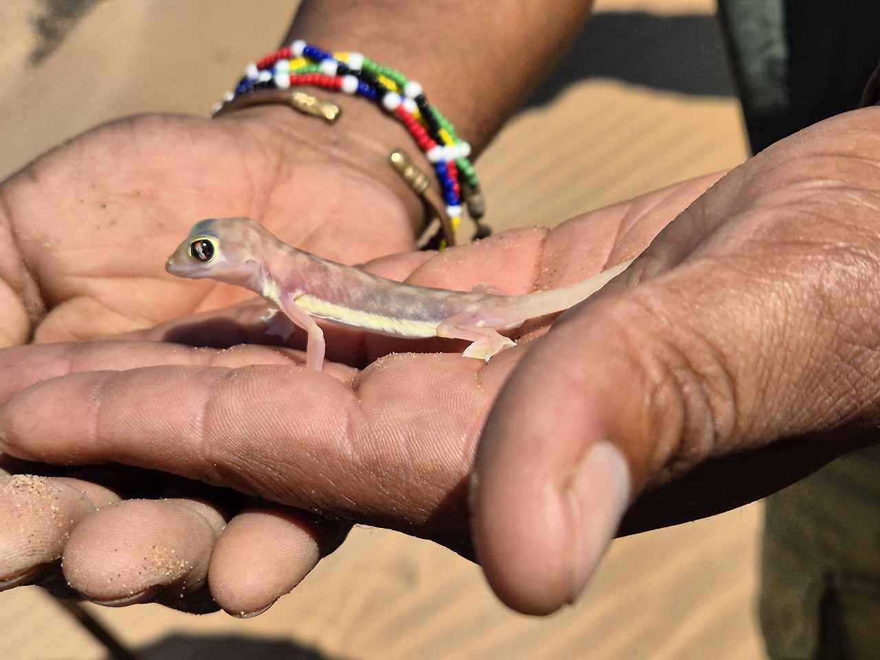 나미브 사막.jpg