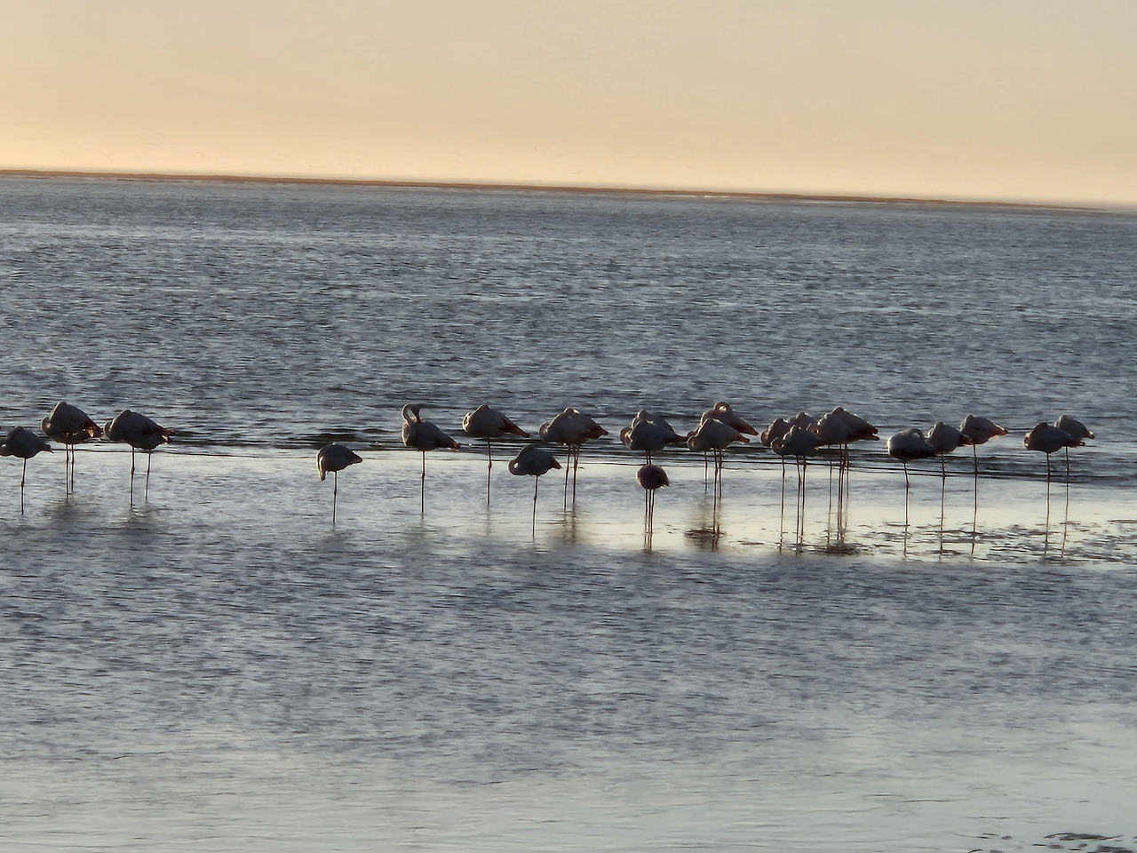 나미브 홍학.jpg
