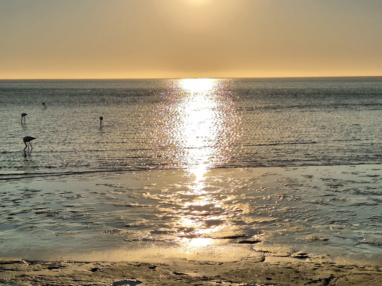 나미브 홍학과 석양.jpg