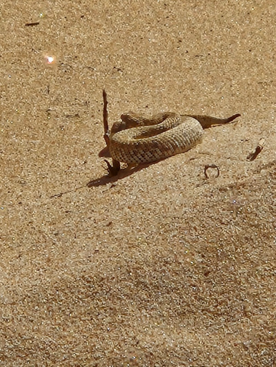 나미브 사막 2.jpg