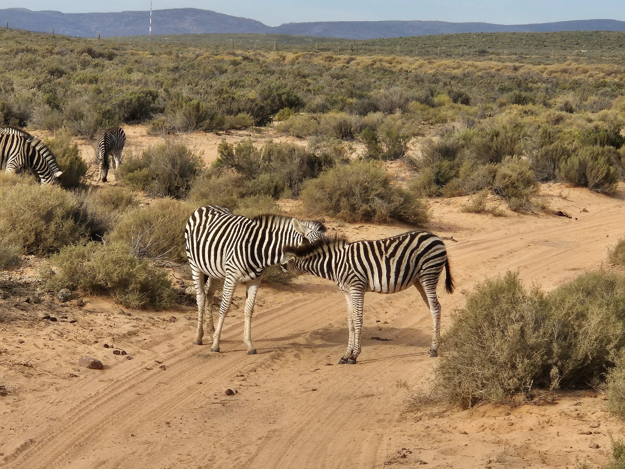 케이프타운 사파리.jpg