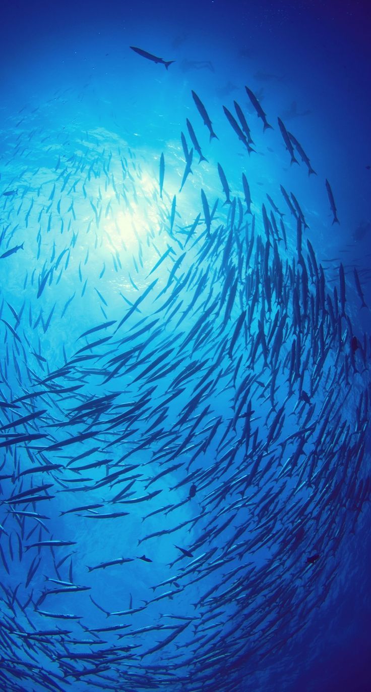 멸치떼.jpg
